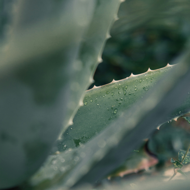 Multi-Moisturizing Spray