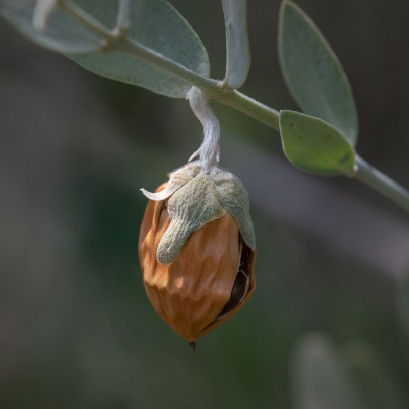 Thickening Conditioner